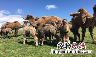喝骆驼奶禁忌什么 喝骆驼奶禁忌