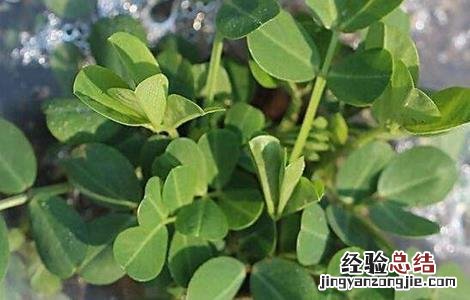 花生用踩秧的方法会高产吗 花生踩秧有什么好处