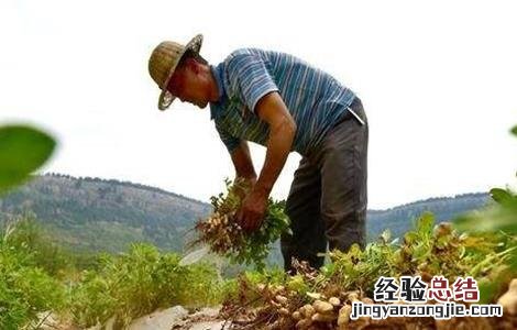 花生用踩秧的方法会高产吗 花生踩秧有什么好处