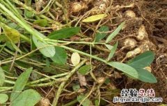 花生用踩秧的方法会高产吗 花生踩秧有什么好处