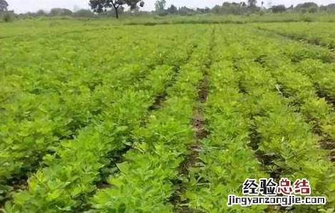 影响花生种植密度的因素 哪些条件影响花生的生长