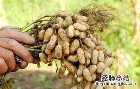 影响花生种植密度的因素 哪些条件影响花生的生长