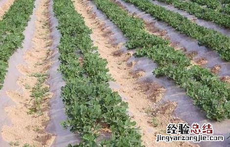 影响花生种植密度的因素 哪些条件影响花生的生长