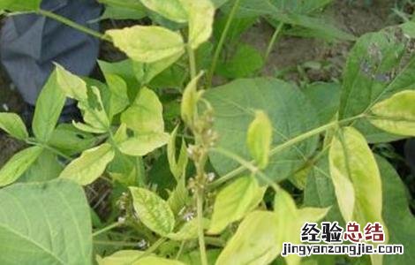 大豆出苗后怎么管理 大豆苗期管理技巧