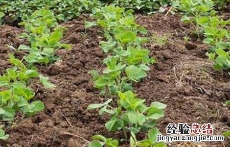 大豆出苗后怎么管理 大豆苗期管理技巧