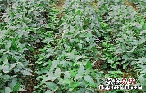 大豆出苗后怎么管理 大豆苗期管理技巧