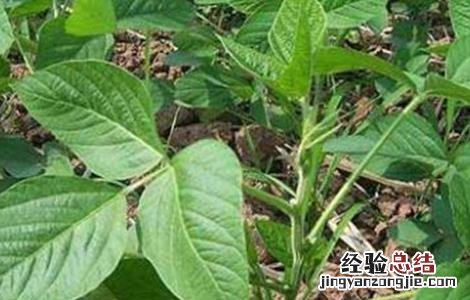 大豆出苗后怎么管理 大豆苗期管理技巧