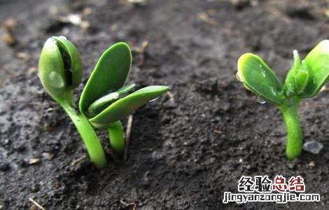 大豆出苗后怎么管理 大豆苗期管理技巧