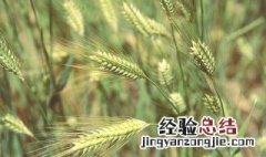 小麦的营养价值及功效与作用 小麦的营养价值及功效与作用思维导图