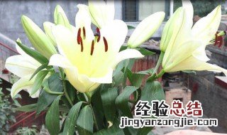 百合种下后怎么养护 种的百合怎么养