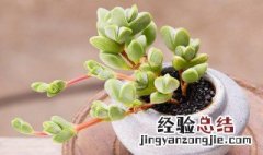 碧玉莲多肉的养殖方法和注意事项 碧玉莲多肉植物怎么养护