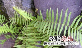 舒薇牌子护肤品好用吗 舒微的功效与作用