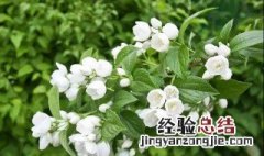 茉莉3月份怎么养护视频 茉莉3月份怎么养护