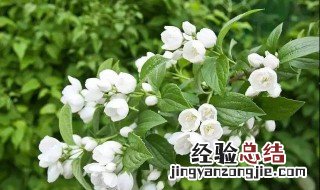 茉莉3月份怎么养护视频 茉莉3月份怎么养护