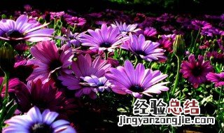 蓝目菊怎么养护方法 蓝目菊怎么养护