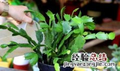 蟹爪兰怎么养才能开花 蟹爪兰的养护