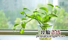 光合作用对地球与人类的重要意义 光合作用对人类有何意义