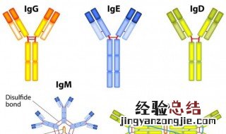 疫苗是抗原还是抗体 看完你就知道了