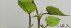红薯起垄多宽 红薯垄宽多少
