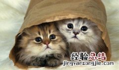 女人梦见猫吓醒预示着什么 女人梦见猫被吓醒是什么预兆