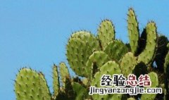 仙人掌的作用与功效美容养颜 仙人掌的作用与功效