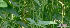 豇豆锈病用什么药治疗好 豇豆锈病用什么药