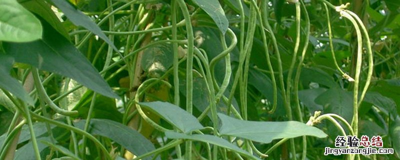 豇豆红根病防治特效药 豆角红根病的防治