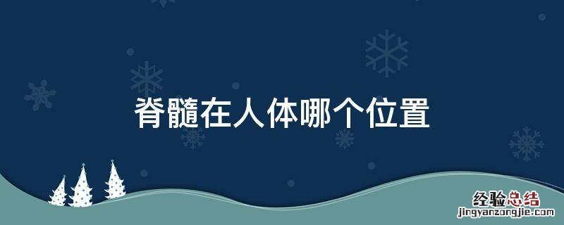 脊髓在人体哪个位置 人的脊髓在哪里