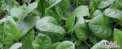 菠菜何时传入我国 菠菜从哪里传到中国