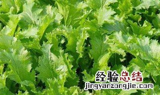 雪里蕻的功效与作用 雪里蕻的功效与作用图片