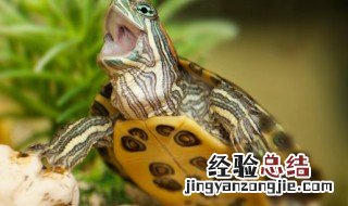 甲鱼的功效与作用 甲鱼的功效与作用吃法与副作用
