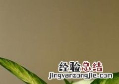 银皇后养殖方法及注意事项 银皇后什么时候移栽好