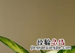 银皇后养殖方法及注意事项 银皇后什么时候移栽好