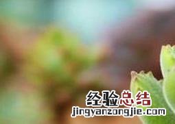 熊童子掉的叶子能栽吗 熊童子掉叶子怎么办