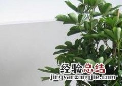 鹅掌柴怎样种植 鹅掌柴的种植方法