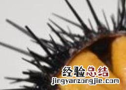 新鲜的海胆怎么处理才能吃 新鲜的海胆怎么处理