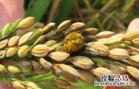 水稻稻曲病发病症状及防治方法图片 水稻稻曲病发病症状及防治方法