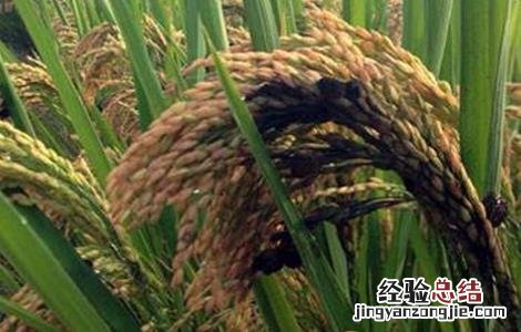 水稻稻曲病发病症状及防治方法图片 水稻稻曲病发病症状及防治方法