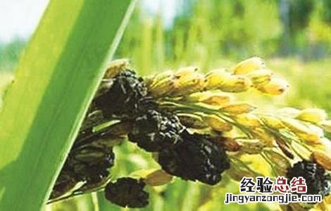水稻稻曲病发病症状及防治方法图片 水稻稻曲病发病症状及防治方法