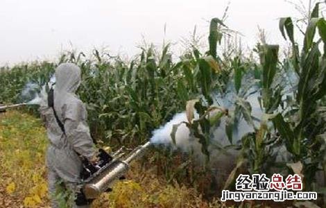 玉米粘虫防控不佳原因及正确防控措施