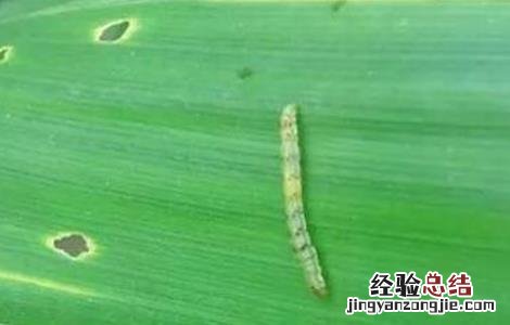 玉米粘虫防控不佳原因及正确防控措施