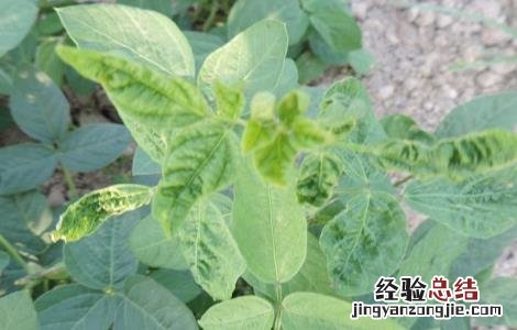 大豆病毒病防治技术 大豆病毒病怎样治好