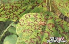 大豆病毒病防治技术 大豆病毒病怎样治好