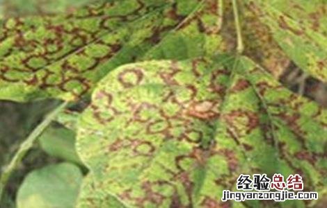 大豆病毒病防治技术 大豆病毒病怎样治好