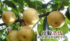 苹果梨的营养价值及功效与作用 梨的营养价值及功效与作用
