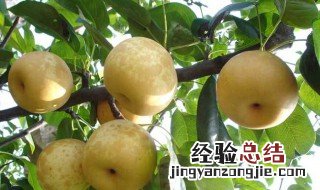 苹果梨的营养价值及功效与作用 梨的营养价值及功效与作用