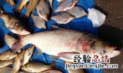 鲢鱼是发物吗 还有哪些蔬菜食物属于发物