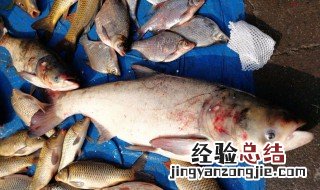 鲢鱼是发物吗 还有哪些蔬菜食物属于发物
