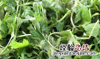 吃菊花脑可不可以下火 吃菊花脑能不能下火