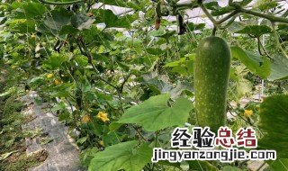 节瓜是什么 节瓜简单介绍